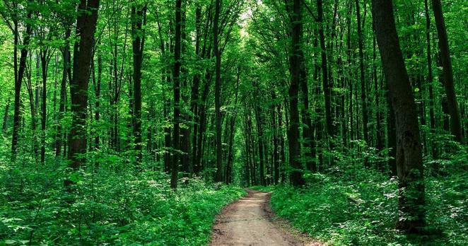 Ein Weg führt durch einen Wald.