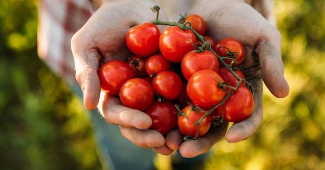 Halbnahe: Zwei geöffnete Männerhände -wie zu einer Schale geformt - halten kleine rote, reife lose Tomaten und Tomatenrispen.