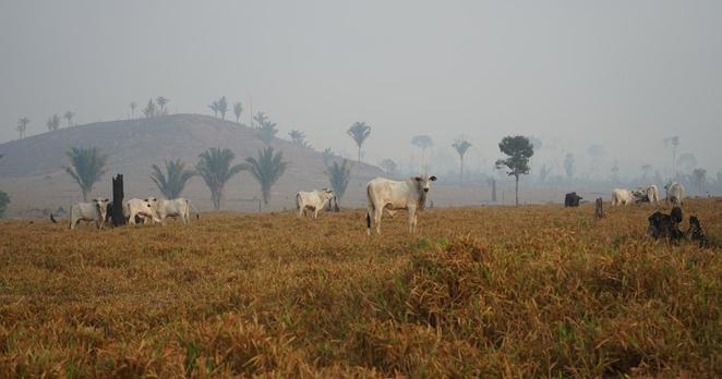 Weisse Rinder im Morgennebel zwischen abgebrannten Baumstümpfen auf einer Weide im Amazonas in Brasilien.
