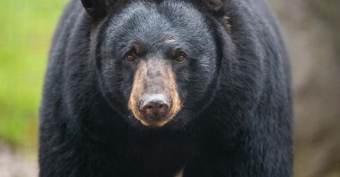 Black bear “Honey” from Malta in Osnabrück Zoo