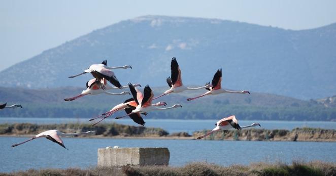 Schwarm fliegender rosafarbener Flamingos über Wasser und Landstreifen.