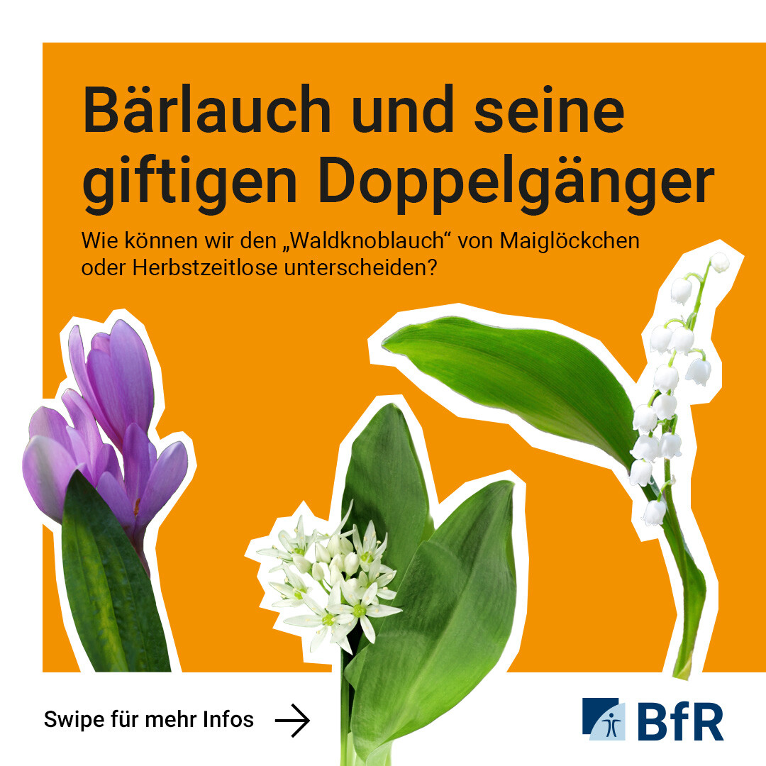 BfR: &amp;quot;📢Die #Bärlauchsaison ist gestartet: Das beliebte …&amp;quot; - social.bund.de